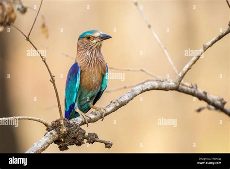 Indian Roller Coracias Benghalensis Sitting On A Branch India