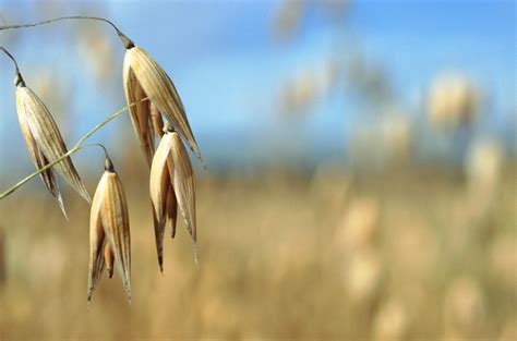 What Is Oat Straw Healthfully