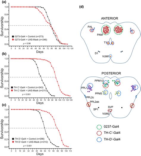 Overexpressing Mask In The Th‐c Or Th‐d Dans Extends Lifespan Download Scientific Diagram