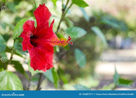 Hibiscus Rosa Chinensis Stock Image Image Of Hibiscus 126887271