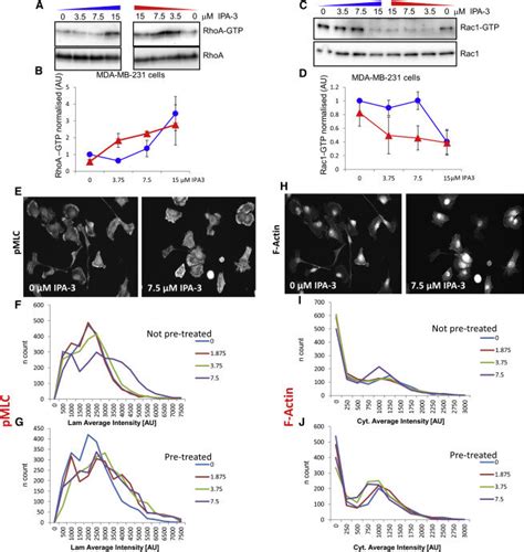 Experimental Validation Of Rhoa And Rac Bistable Switches In