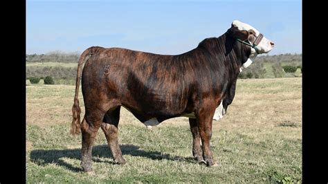 Best Cattle Sales Online Sale 4t And Box R Lot 7 Braford Bull