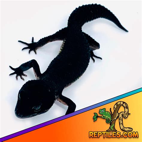 Black Night Leopard Gecko Facts And Care Guide