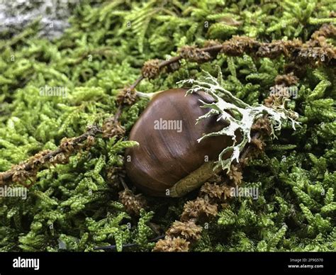 Chestnuts From El Pielago Forest Of Hinojosa De San Vicente Toledo