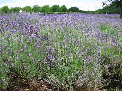 Blühendes Lavendelfeld Lavandula Bild kaufen 13640405