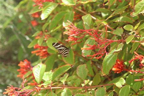 Schmetterling Pflanze Natur Kostenloses Foto Auf Pixabay Pixabay