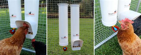 Buy Chicken Feeders Drinkers And Poultry Waterers Online Royal Rooster