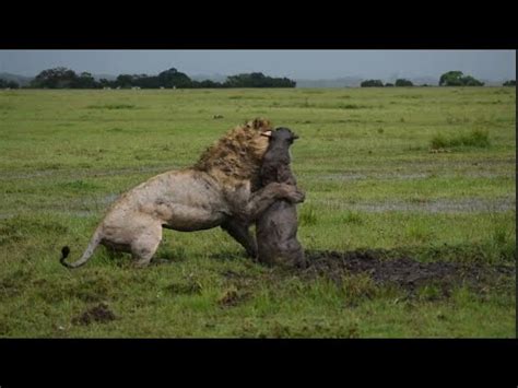 Lion Digs Up A Warthog Youtube