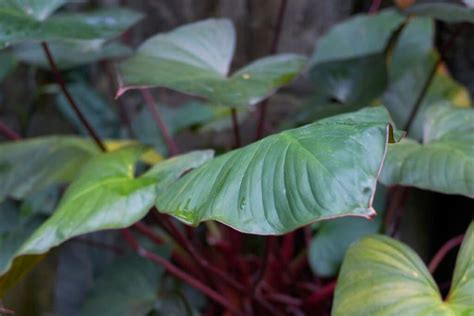 Blushing Philodendron Growing Guide Philodendron Erubescens