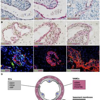 Pdf Pericytes Vessel Associated Mural Cells Vamcs Are The Major