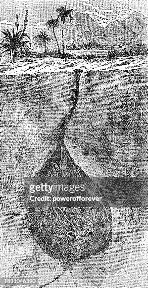 South American Lungfish In A Burrow 19th Century High Res Vector