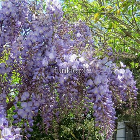 Glicynia Chi Ska Wisteria Chinensis Blue Sapphire Sadzonka Cena