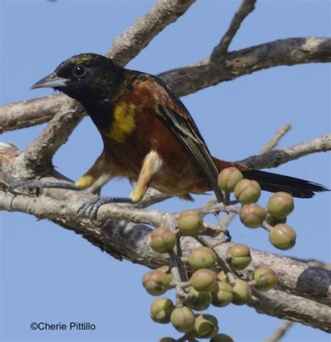 Backyard Birding In Merida Yucatan And Beyond An Orchard Of Colors