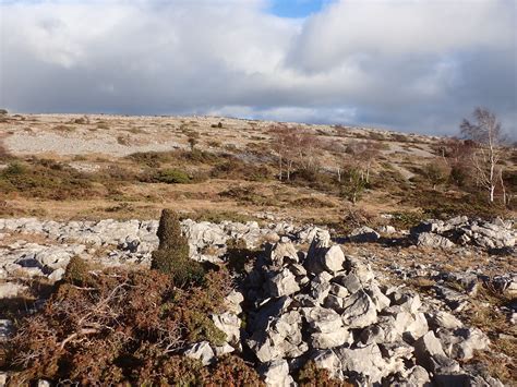 Whitbarrow Trip Lichen Report 18 February 2024 Cumbria Lichens And