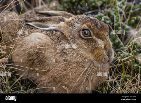 The Introduced And Very Invasive European Rabbit Oryctolagus Cuniculus