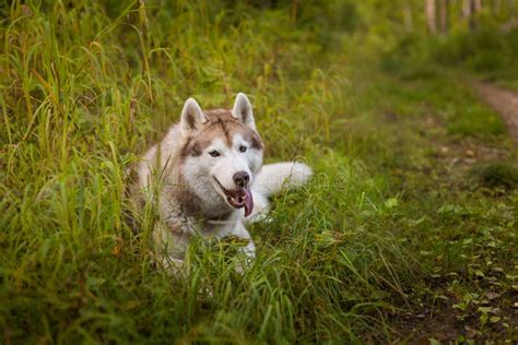 Retrato Del Husky Siberiano Beige Y Blanco Precioso De La Raza Del