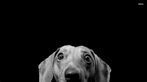 Weiner Dog Wallpaper (60+ pictures) - WallpaperSet