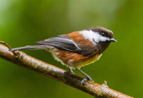 5 Types Of Chickadees With Pictures Optics Mag