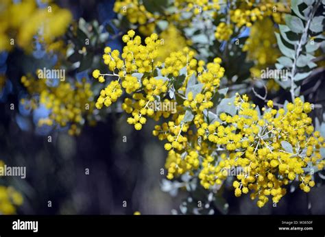 Gelbe Blumen Und Graue Bl Tter Der Queensland Silber Wattle Akazie