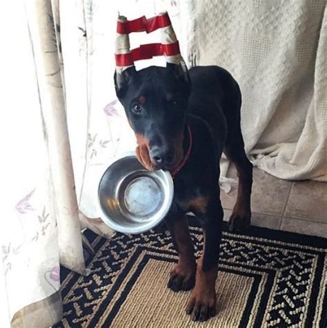 Doberman puppy with ears posted after cropping. Doberman Breed, Doberman Pincher Dog, Doberman ...