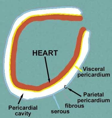 Serous pericardium - Appearance, Pictures, Anatomy and Functions - Bodterms