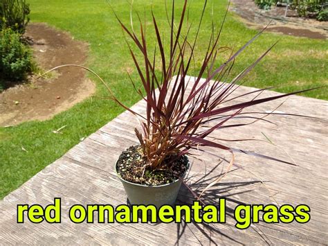 Red Ornamental Grass Esp Nursery