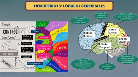 Fisiología Básica - Gabriel Olmeda: Hemisferios Cerebrales