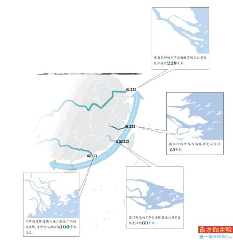 现身流溪河广州白云段 中华白海豚为何频繁误入内河 腾讯新闻