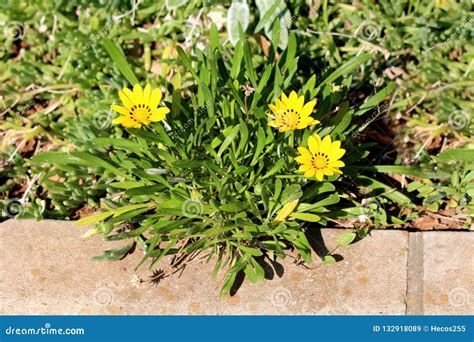 Fleur De Trésor Ou Plantes Vivaces Semi rustiques De Rigens De Gazania