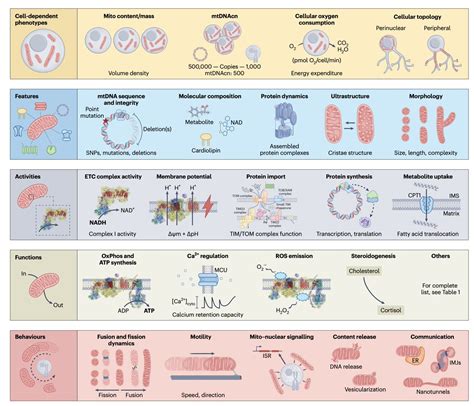 Martin Picard On Twitter How We Think And Talk About Mitochondria