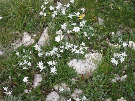 Edelweiss Stella Alpina Leontopodium Alpinum Itinerari Trekking