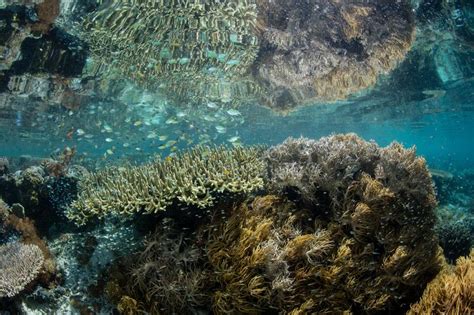 Coral Reef Peu Profonde Magnifique En Raja Ampat Image Stock Image Du