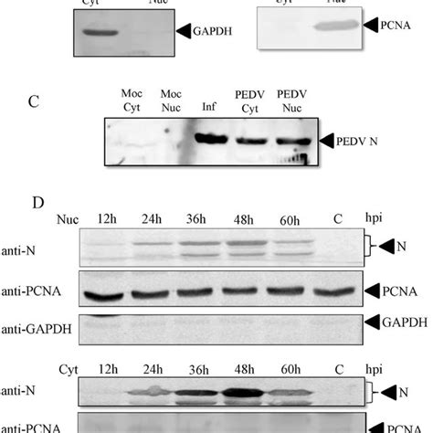 Western Blot Analysis Of N Protein In Nuclear And Cytoplasmic Fractions