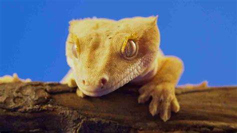 Unveiling the World of Crested Gecko Morphs: A Comprehensive Guide