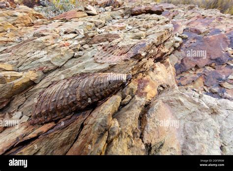 Fossil Trilobite Trilobites Immagini E Fotografie Stock Ad Alta