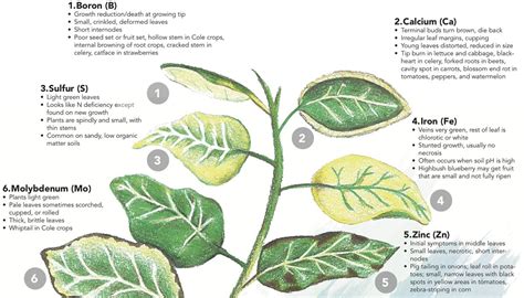 Plant Nutrient Deficiency Symptoms