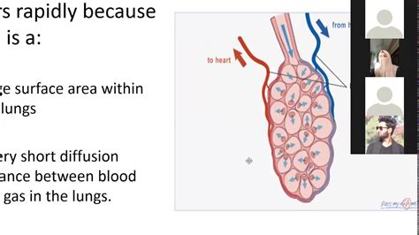 Lec 08 Respiratory System Youtube