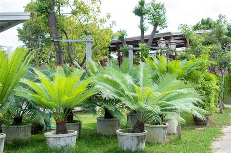 Cycas Revoluta Palmier Sagou Roi Sagou Sagou Cycas Sagoutier Japonais