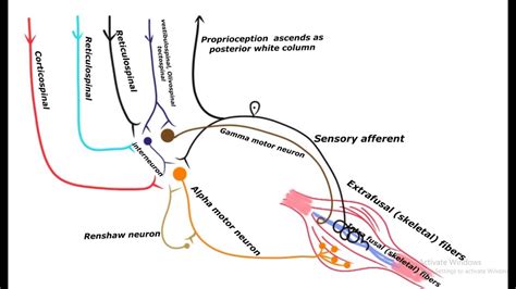 Alpha Gamma Motor Neurons As Final Common Pathway From Anterior Gray