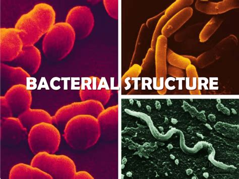 Bacterial structure