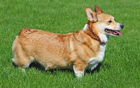 Pembroke Welsh Corgi – History, Traits, Health, And Care