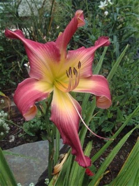 Photo Of The Bloom Of Daylily Hemerocallis Lake Norman Spider