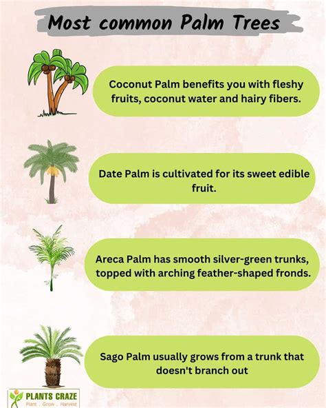 Coconut Tree Vs Palm Tree A Comparison Of Two Iconic Tropical Trees