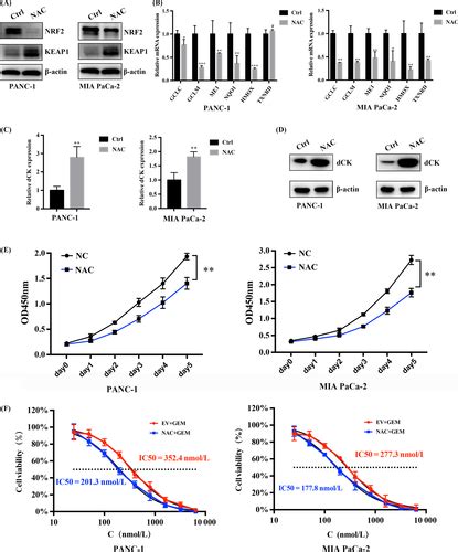 Dck Negatively Regulates The Nrf Are Axis And Ros Production In