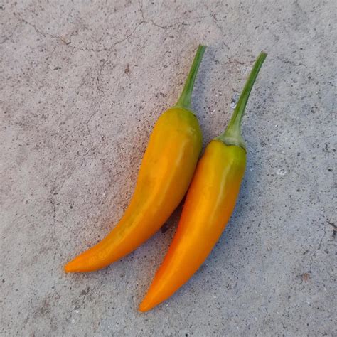 Chili Bulgarian Carrot Capsicum Annuum Ca 10 Zaden