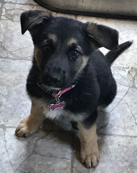 My 9 Week Old Gsd Gsd Puppies Crate Training Dog German Shepherd