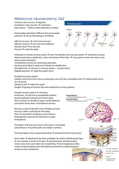 Hoorcolleges Neurosciences Weblecture Neuroanatomy 1 Cerebrum Less