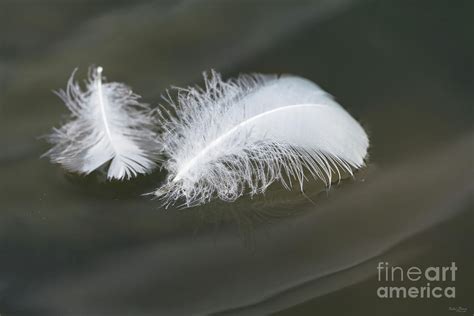 Floating Goose Feathers Photograph by Jennifer White | Fine Art America