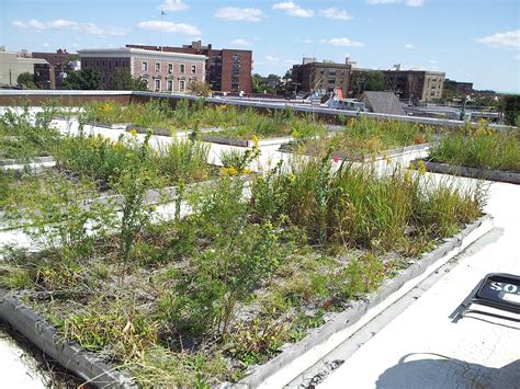 The Ecology of New York City | Organisms, Environment and History