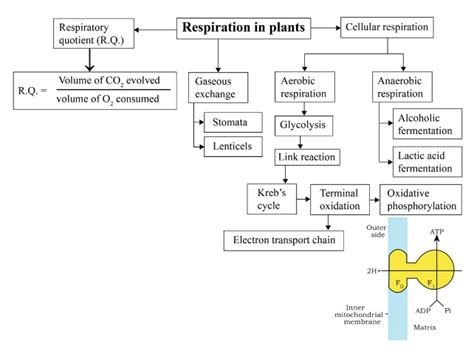 NCERT Solutions For Class 11 Biology Chapter 14 Respiration In Plants